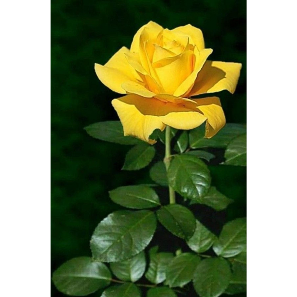 1 Adet Kokulu Yediveren Sarı Gül Fidesi Açık Kök 30-35cm