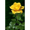 1 Adet Kokulu Yediveren Sarı Gül Fidesi Açık Kök 30-35cm