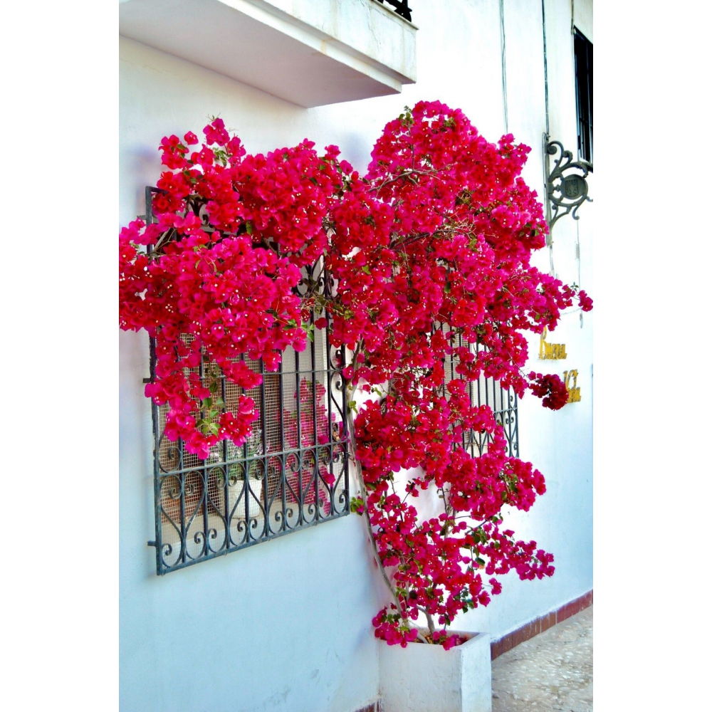 Aşılı gül begonvil fidesi kırmızı 20-24cm /şuan çiçeksizdir