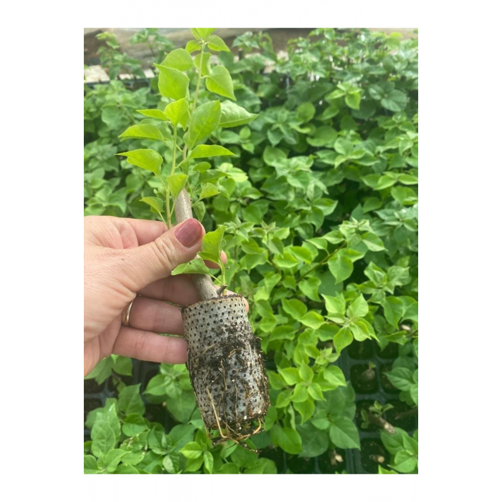 Aşılı gül begonvil fidesi kırmızı 20-24cm /şuan çiçeksizdir