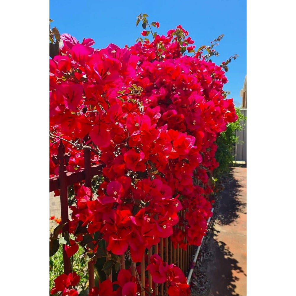 Aşılı gül begonvil fidesi kırmızı 20-24cm /şuan çiçeksizdir