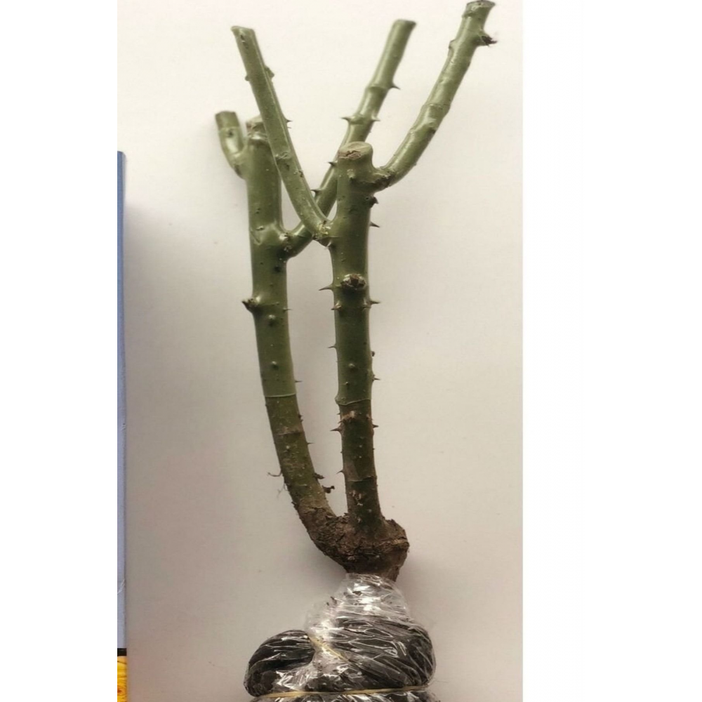 Baston Gül Çift Renk Açik Kök 1 Adet 35-40cm