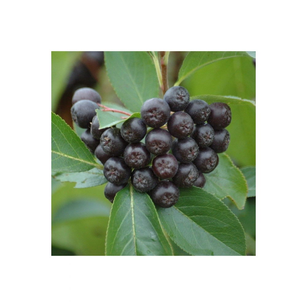 1 Adet Saksıda Soğuklara Dayanıklı Her Bölgede Olabilen Süper Meyve Aronya Aronia Fidanı