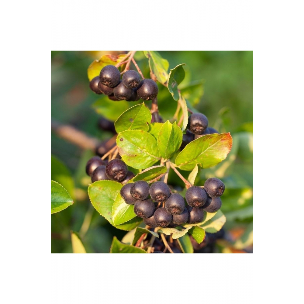 1 Adet Saksıda Soğuklara Dayanıklı Her Bölgede Olabilen Süper Meyve Aronya Aronia Fidanı