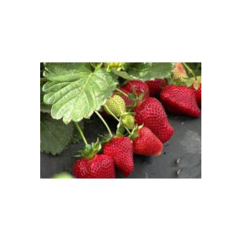 100 Adet Fidesi Yediveren Soğuk Iklim 12 Ay Dikim Yapılabilir