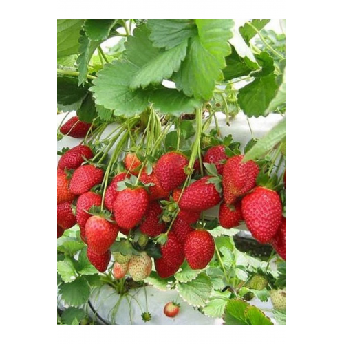 Ada Tarım 20 Adet Albion Açık Köklü Frig. Taze Yediveren Çilek Fidanı Fidesi