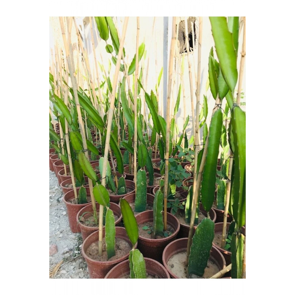 Ejder Meyvesi Fidanı Pitaya 70-80 Cm Boyunda