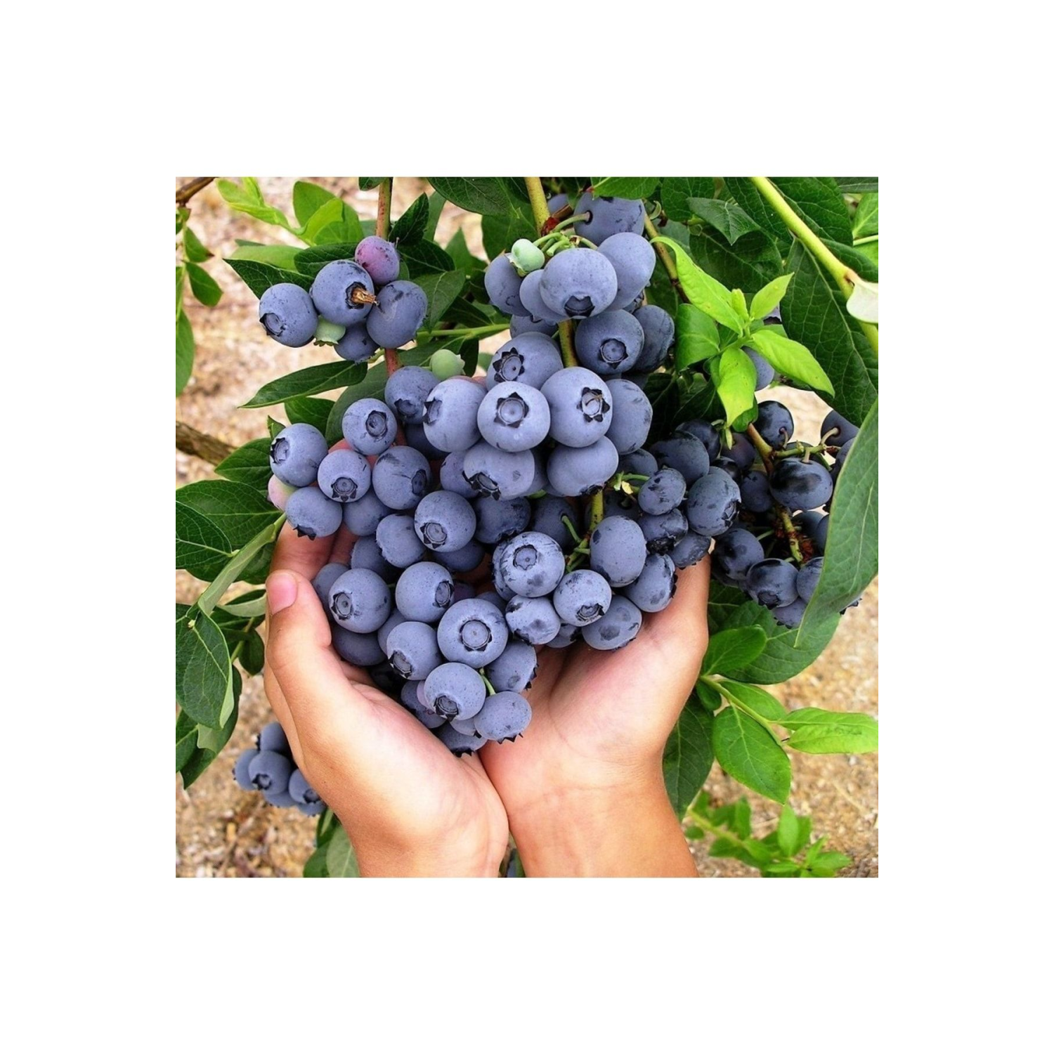 Tüplü Büyük Meyveli Özel Çeşit Brigitta Yaban Mersini Fidanı