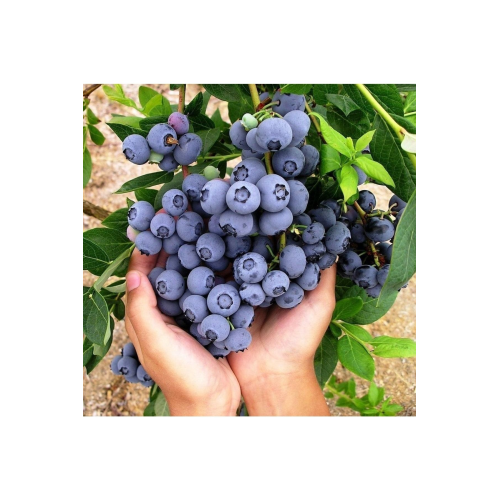 Tüplü Büyük Meyveli Özel Çeşit Brigitta Yaban Mersini Fidanı