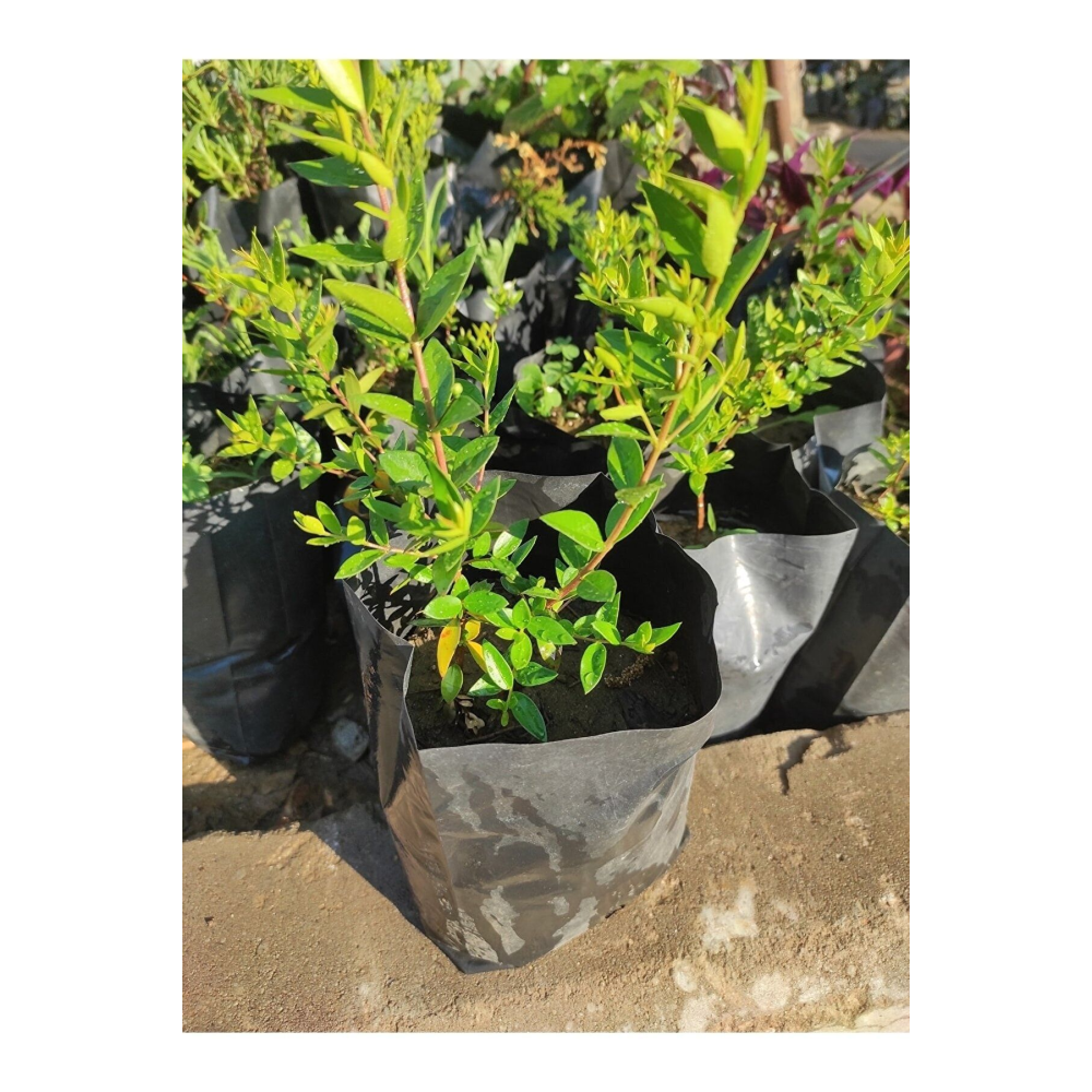 Tüplü Büyük Meyveli Özel Çeşit Brigitta Yaban Mersini Fidanı