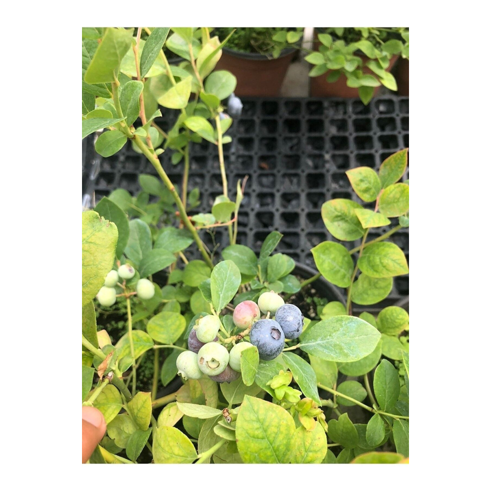 Tüplü Büyük Meyveli Özel Çeşit Brigitta Yaban Mersini Fidanı