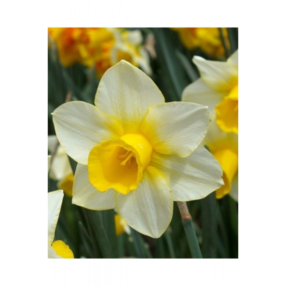 5 Adet Beyaz-sarı Göbekli Nergis Çiçeği Soğanı Kokulu Ithal