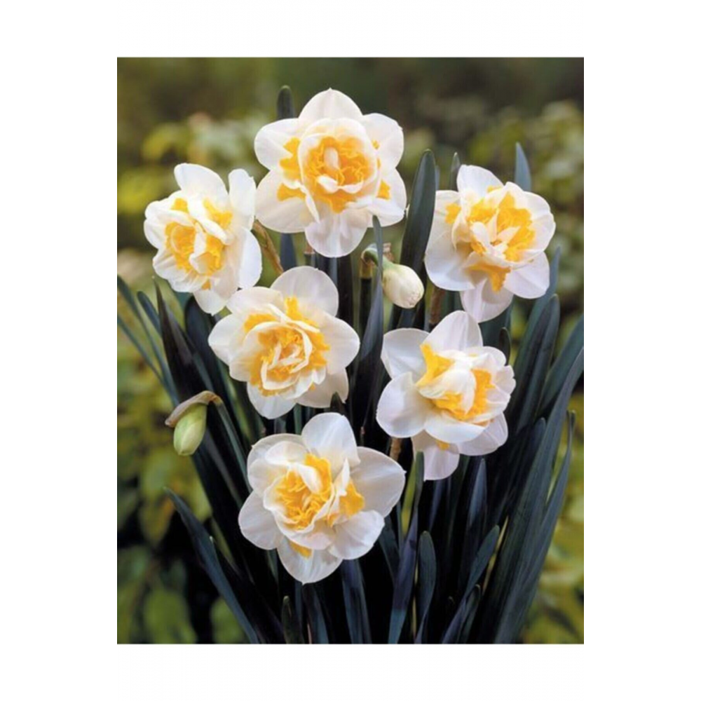 Katmerli İthal Nergis Çiçeği Soğanı Kokulu 4 Adet