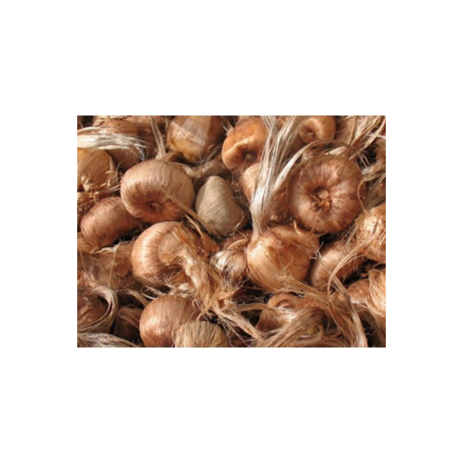 Safran Soğanı 10 adet