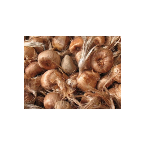 Safran Soğanı 10 adet