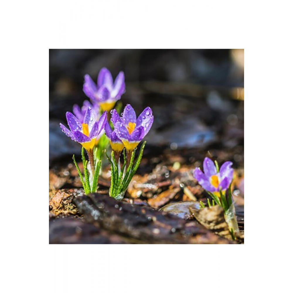 Safran Soğanı 10 adet