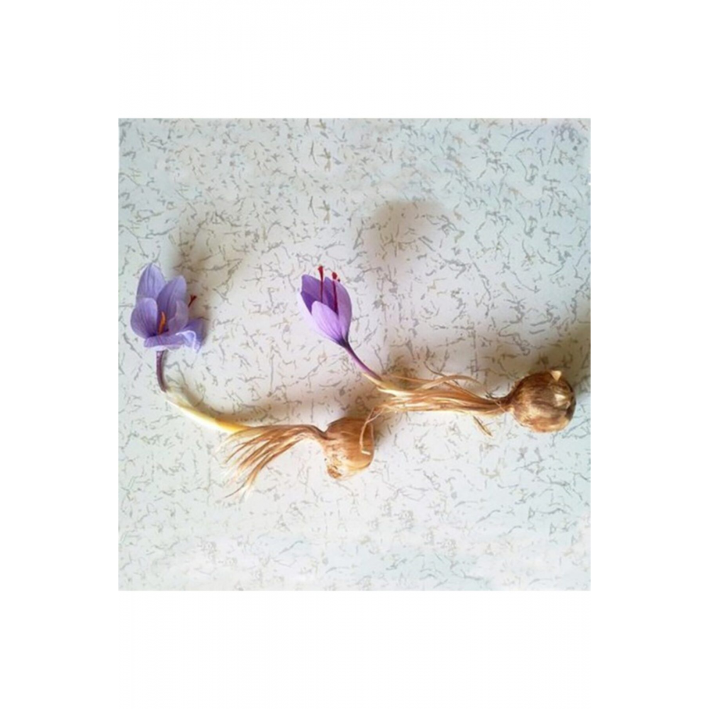 Safran Soğanı 10 adet