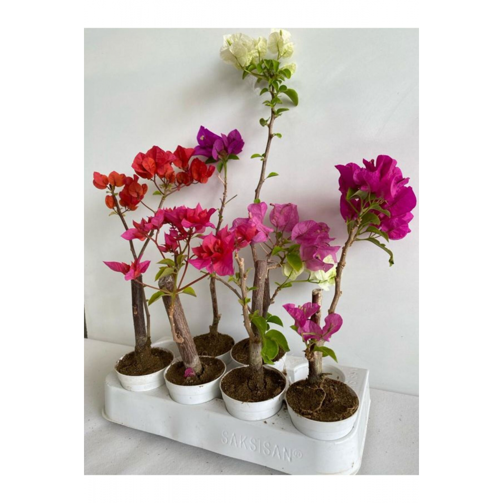 6'Lı Mini Begonvil Seti Fuşya+Pembe+Mor+Kırmızı+Beyaz+ Koyu Pembe