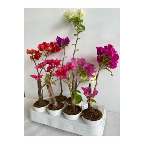 6'Lı Mini Begonvil Seti Fuşya+Pembe+Mor+Kırmızı+Beyaz+ Koyu Pembe