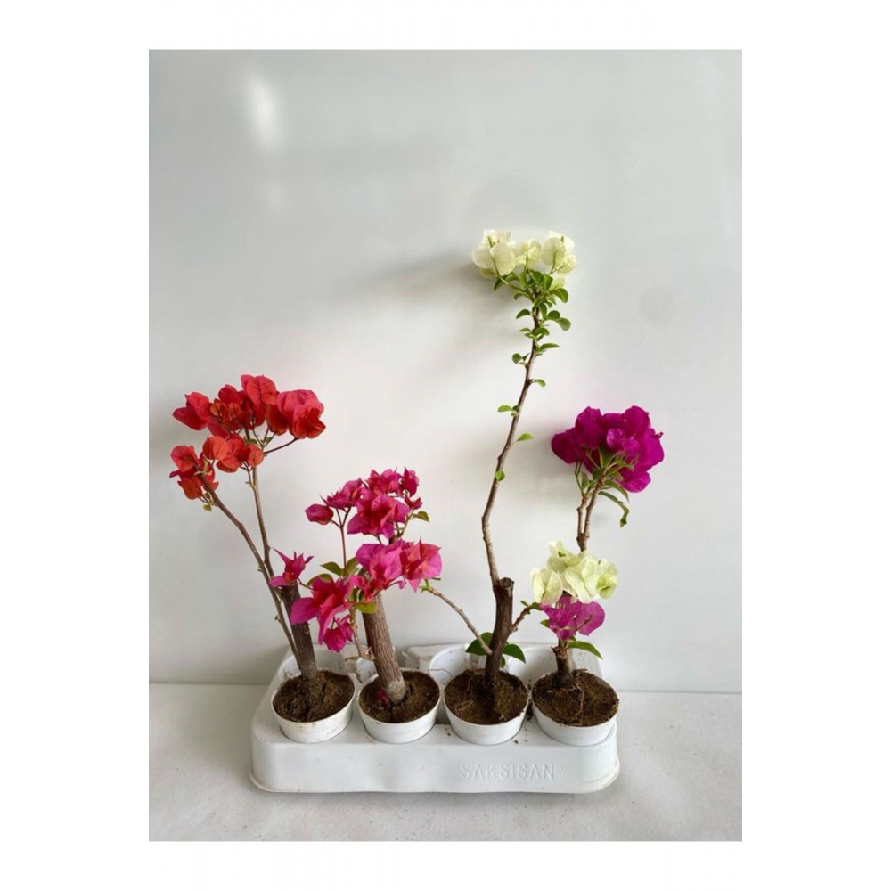6'Lı Mini Begonvil Seti Fuşya+Pembe+Mor+Kırmızı+Beyaz+ Koyu Pembe