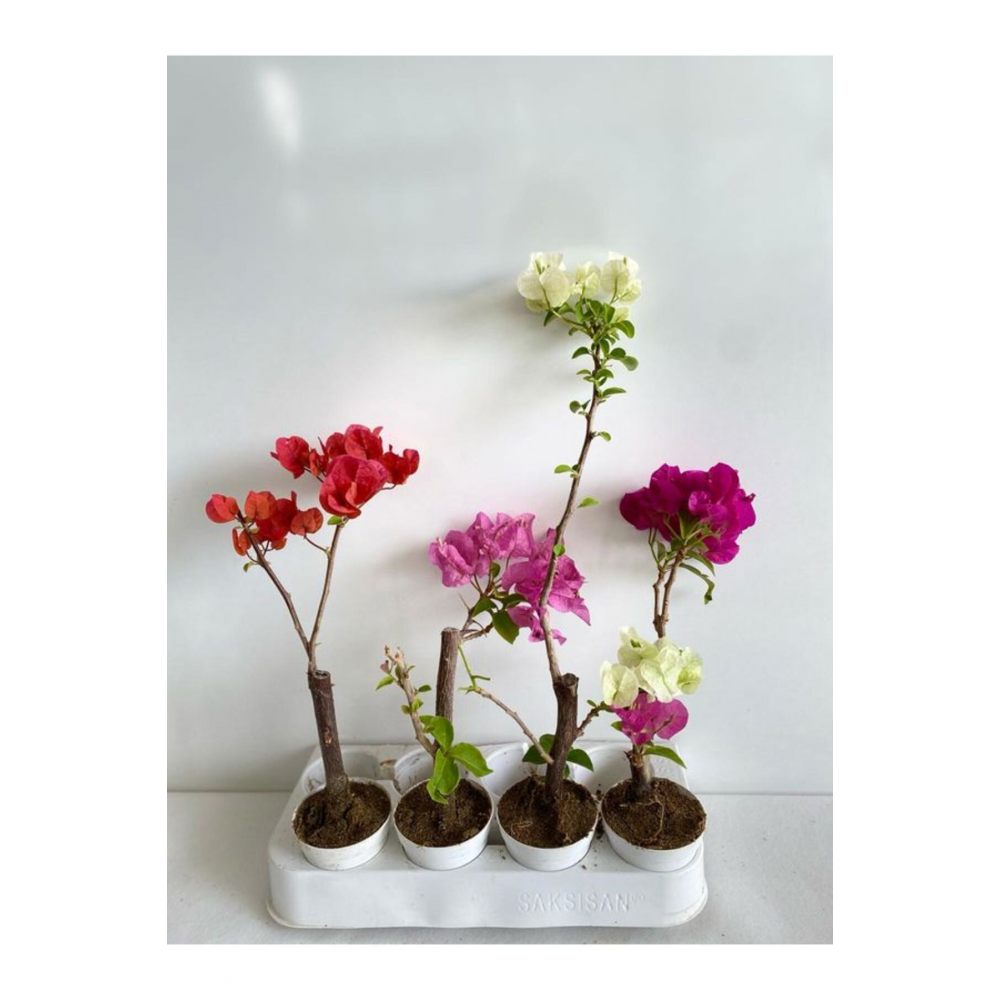 6'Lı Mini Begonvil Seti Fuşya+Pembe+Mor+Kırmızı+Beyaz+ Koyu Pembe