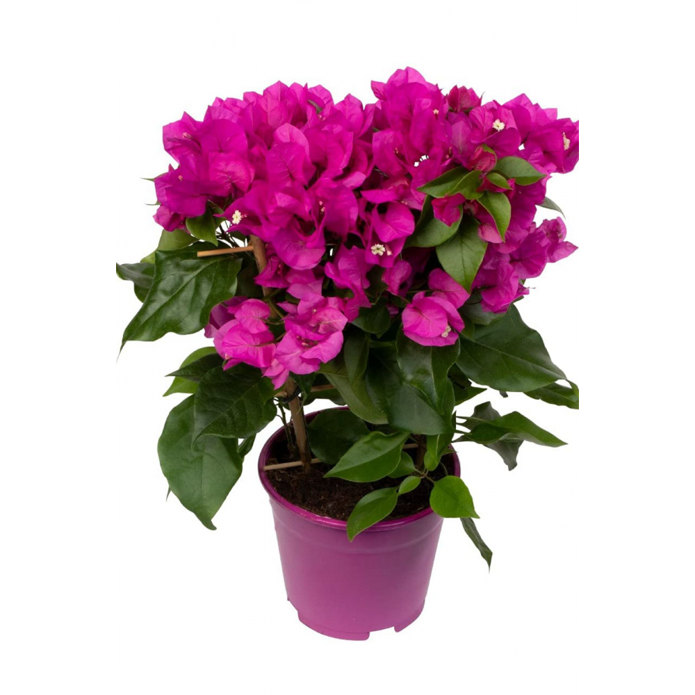 Bodur begonvil mor renk minik 20-21cm/şuan çiçeksizdir