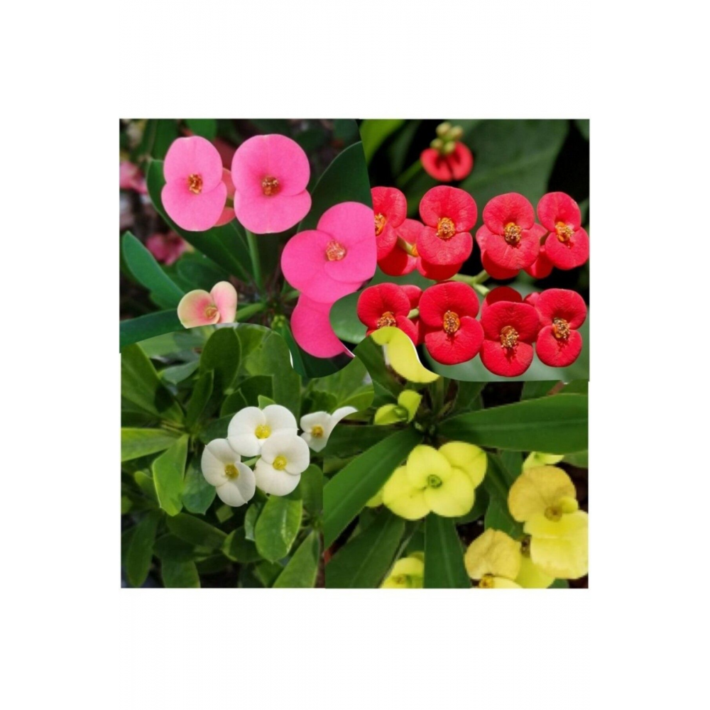 Dikenler Tacı Sarı Kırmızı Pembe Beyaz 4 Adet 10-20 Cm