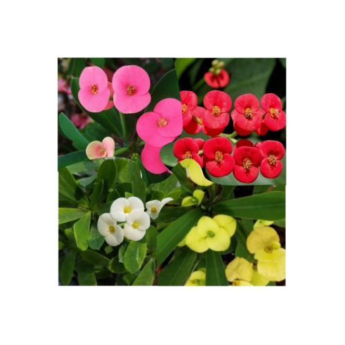 Dikenler Tacı Sarı Kırmızı Pembe Beyaz 4 Adet 10-20 Cm