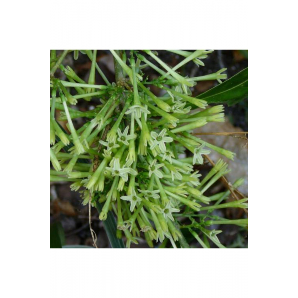 Melisa - Parfüm Çiçeği (cestrum Nocturnum)