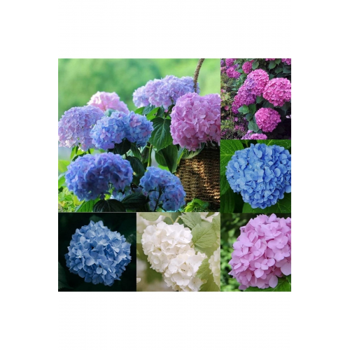 Ortanca Çiçeği, Ortanca Fidanı 5 Adet Tüplü