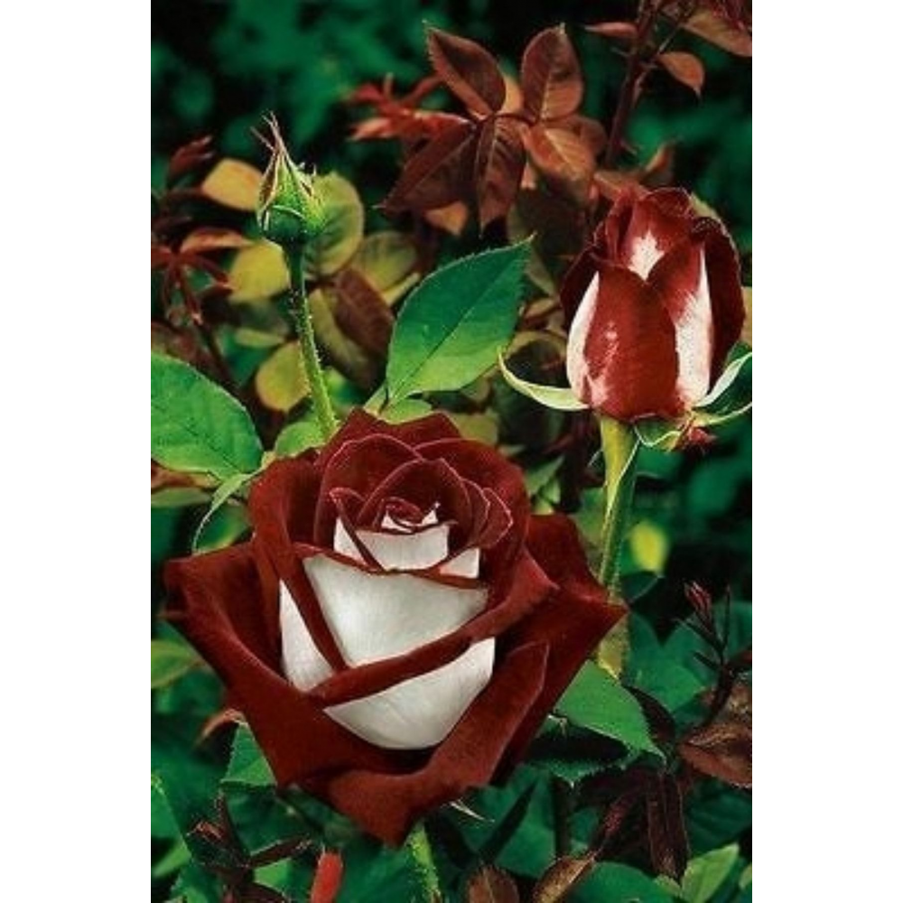 Türkiyem Albayrak Gülü Açık Kök 1 Adet 25-35cm