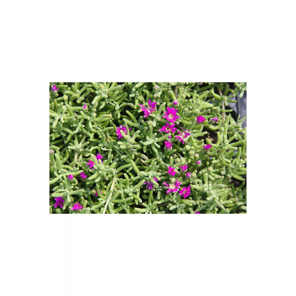 Acem Halısı 45 Adet - Mezarlık Kabir Çiçeği