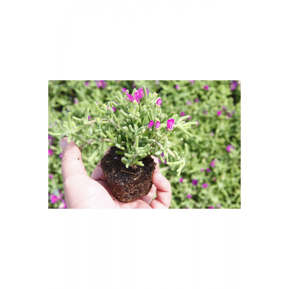 Acem Halısı 45 Adet - Mezarlık Kabir Çiçeği