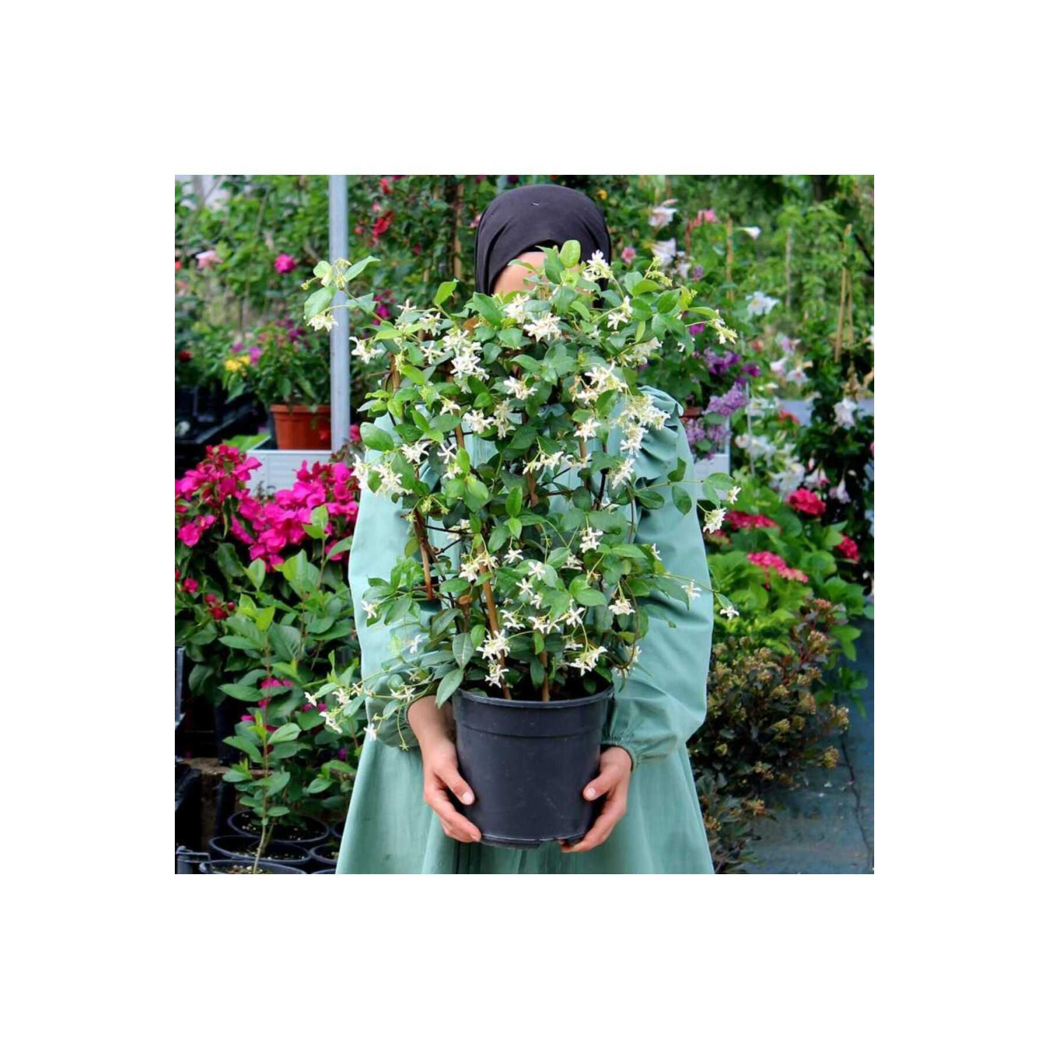 Arap Yasemini Bol Kokulu 30-32 cm Boy, Saksılı