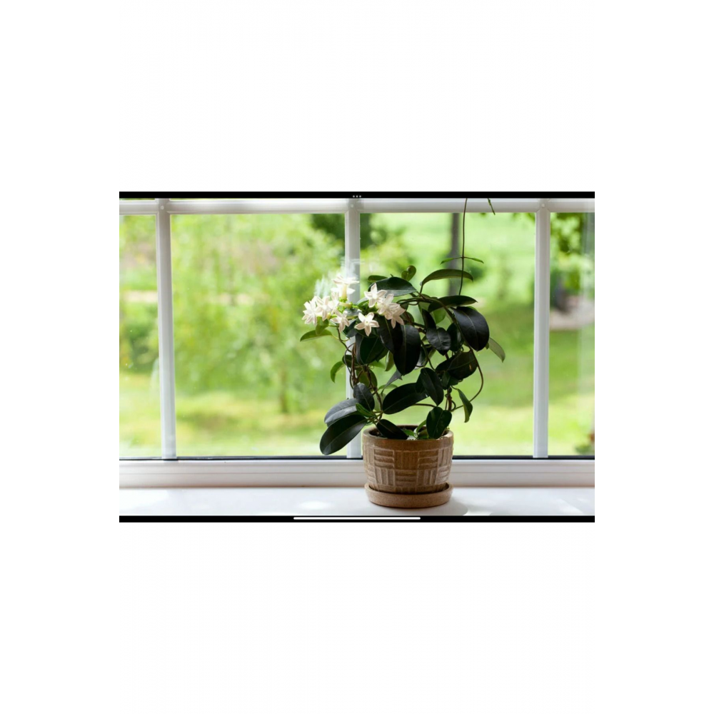 Arap Yasemini Bol Kokulu 30-32 cm Boy, Saksılı