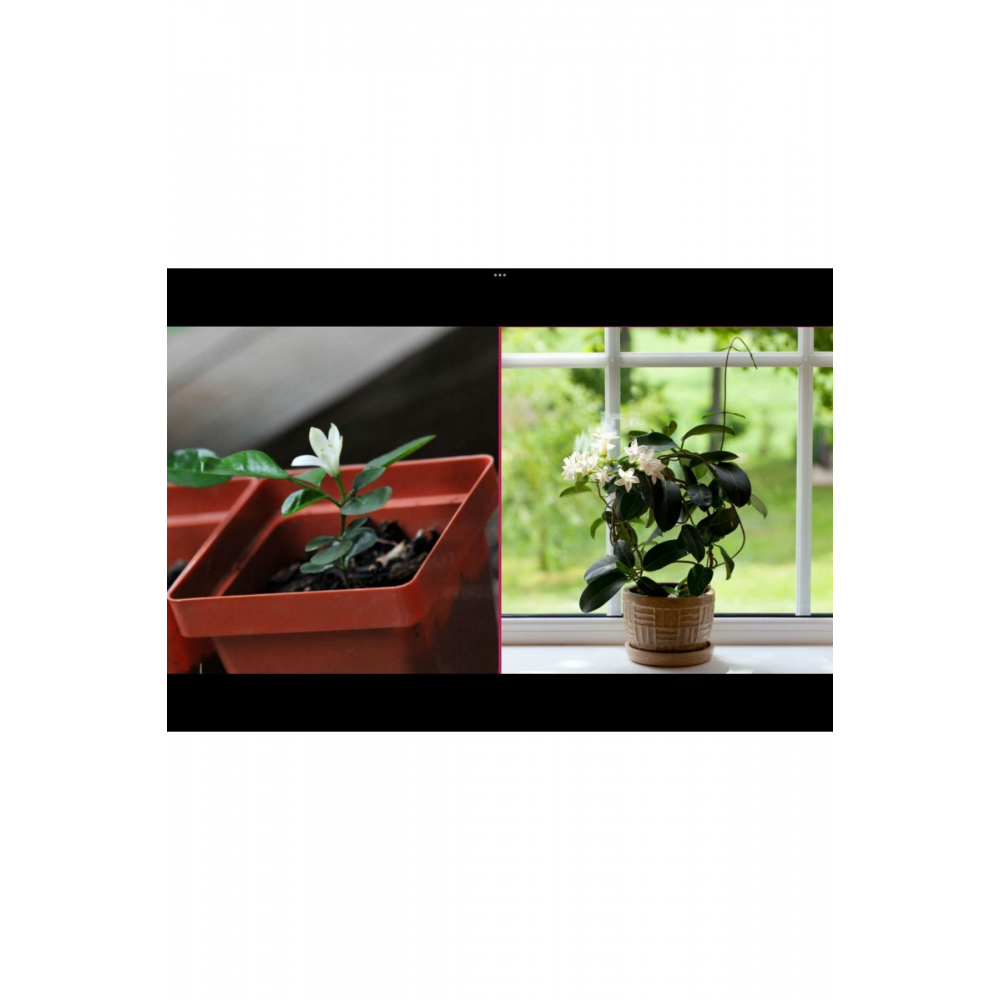 Arap Yasemini Bol Kokulu 30-32 cm Boy, Saksılı