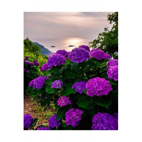 Aşılı Tüplü Mor Ortanca Çiçeği Fidanı