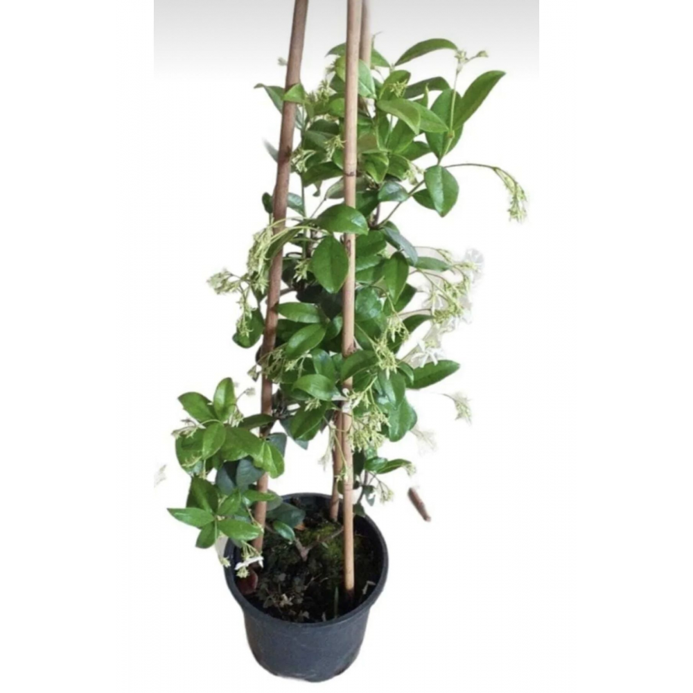 Ayın Yıldızı Full Yasemin 120 Cm Boy Yoğun, Extra Kokulu. Begenmezseniz Iade Garantili