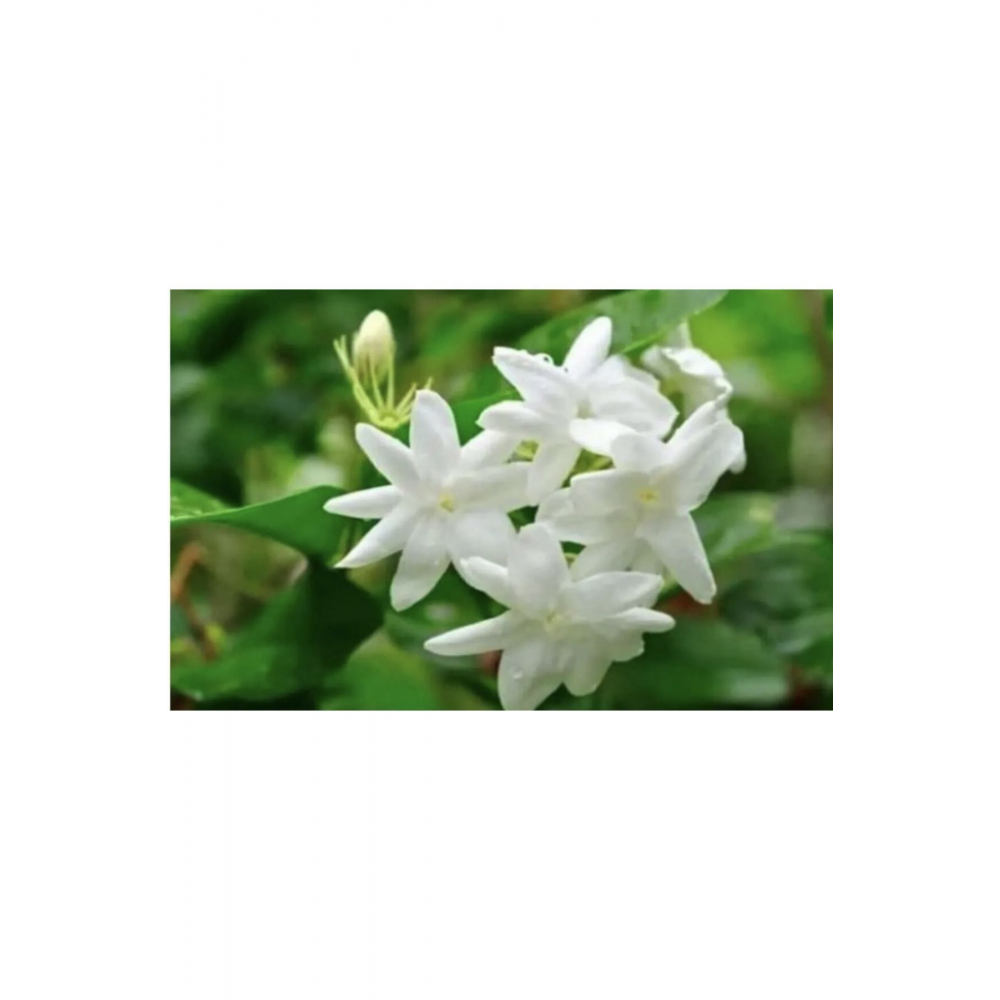 Ayın Yıldızı Full Yasemin 120 Cm Boy Yoğun, Extra Kokulu. Begenmezseniz Iade Garantili