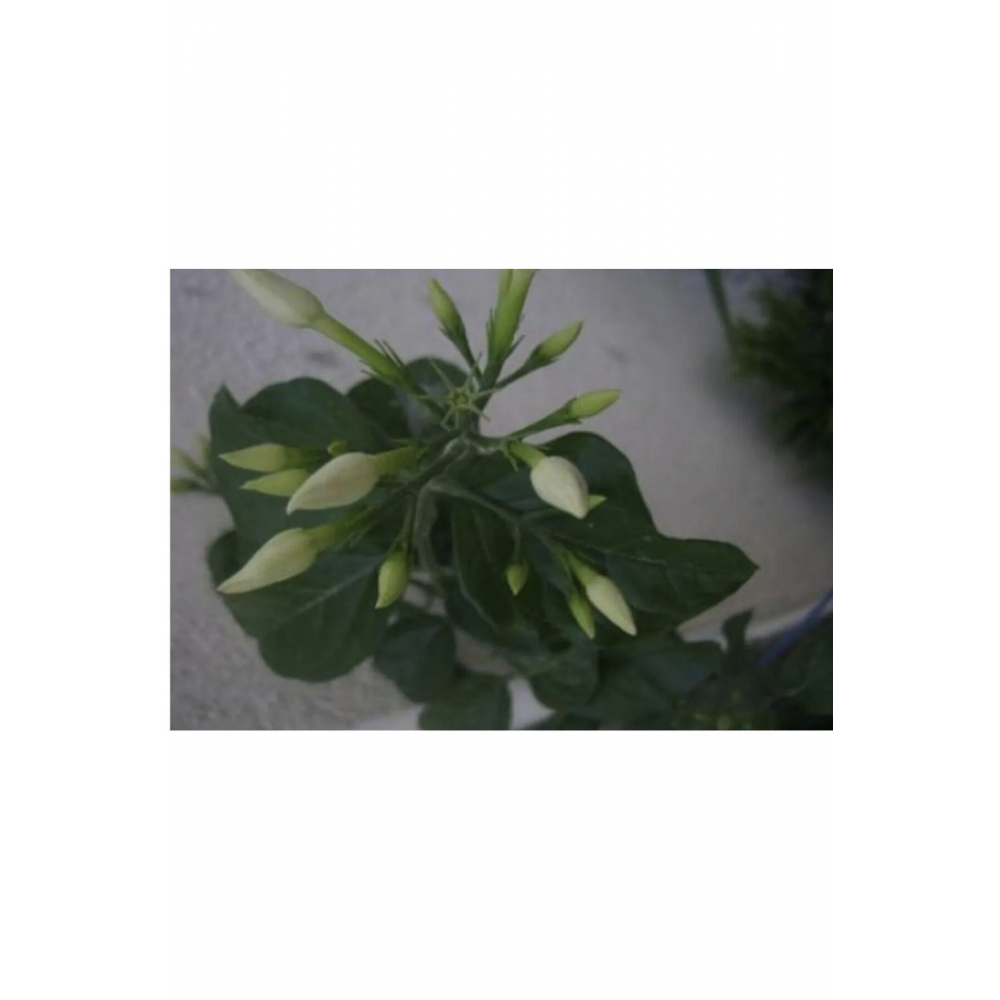 Ayın Yıldızı Full Yasemin 120 Cm Boy Yoğun, Extra Kokulu. Begenmezseniz Iade Garantili