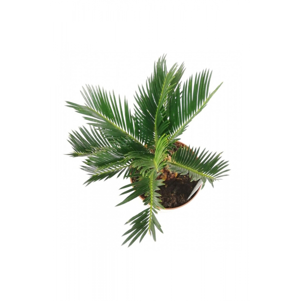 Cycas,skas palmiyesi..skas,one size