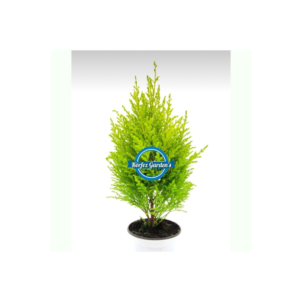 Limon Çamı Limoni Servi 2 Yaşında Fidan 30-35 Cm Boy limoncam1