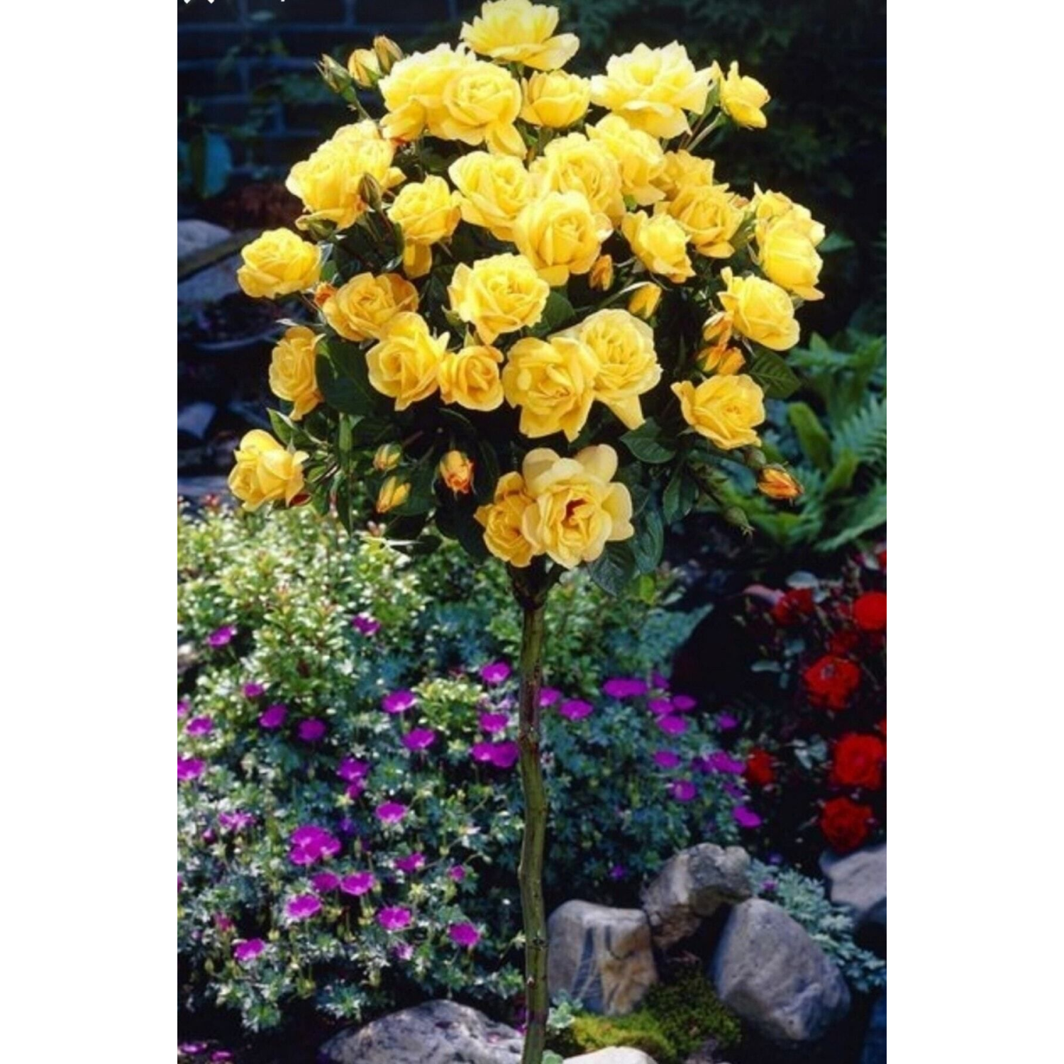 Sarı Baston Gül Kokulu 1 Adet Açık Kök