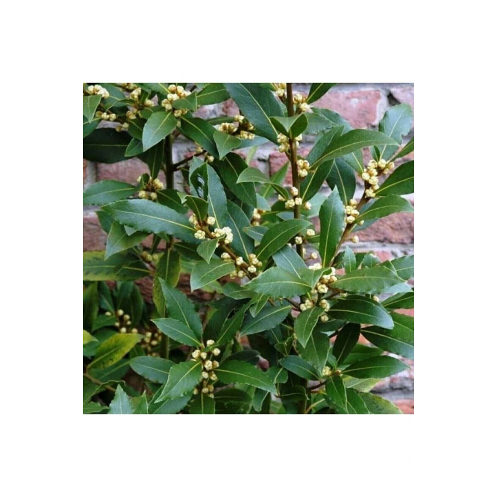 Tüplü 25-30 cm Defne Ağacı Laurus Nobilis Fidanı