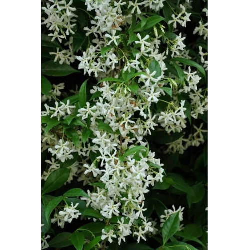 6 Adet Kokulu Ful Arap Yasemin Çiçeği Fidesi Dış Mekan Sarmaşık