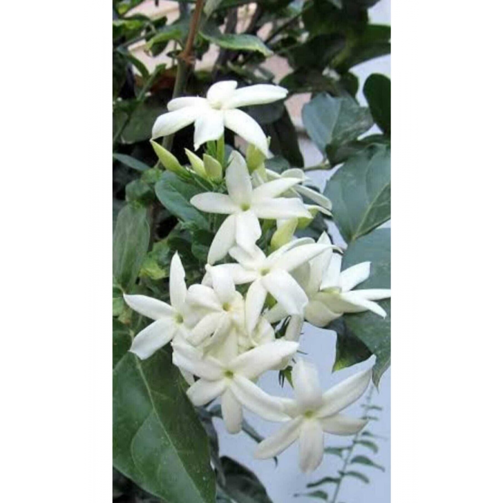 Arap Yasemin Fidanı Yoğun Kokulu