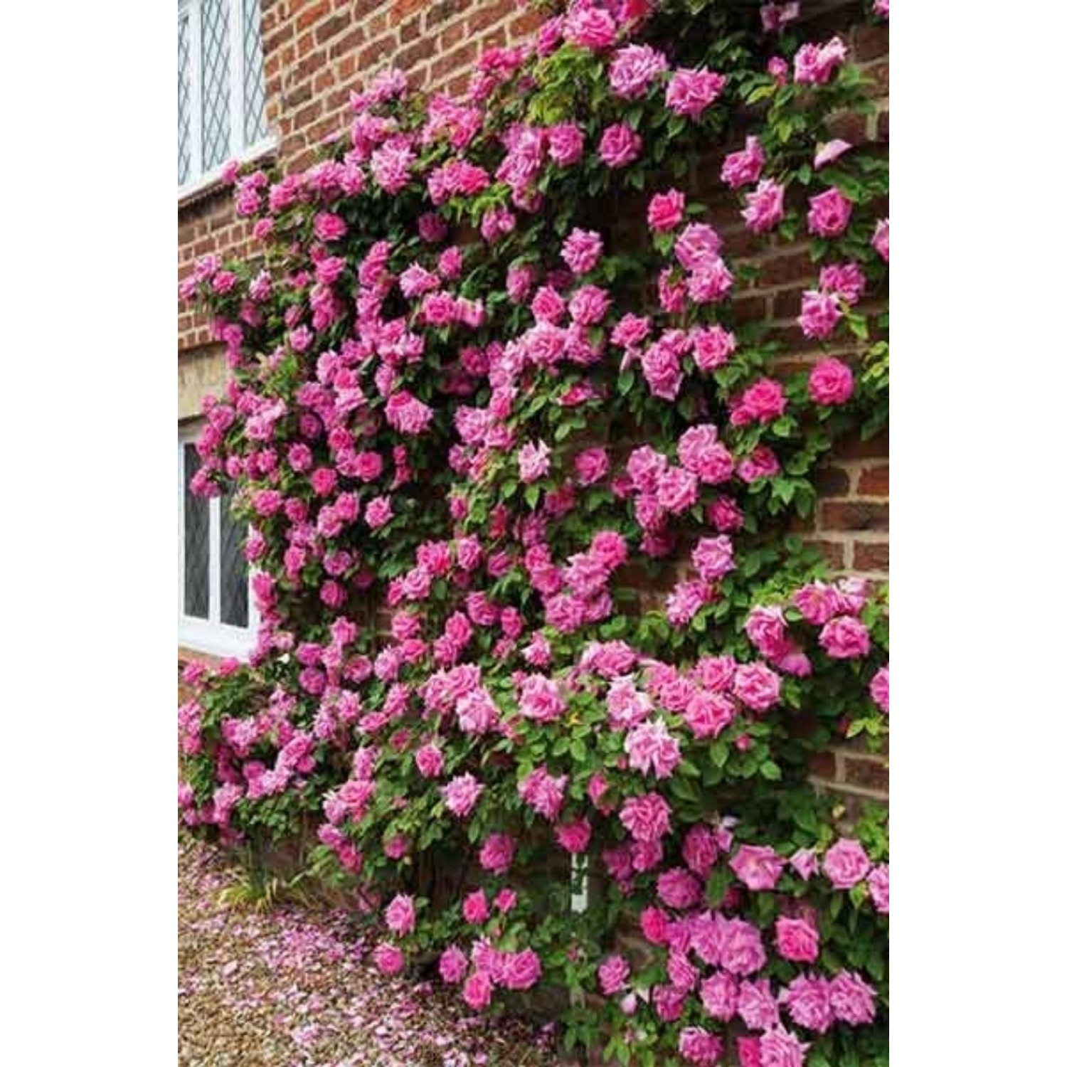 Duvar Ve Balkon Saran Gül Fidesi Açik Kök 1 Adet