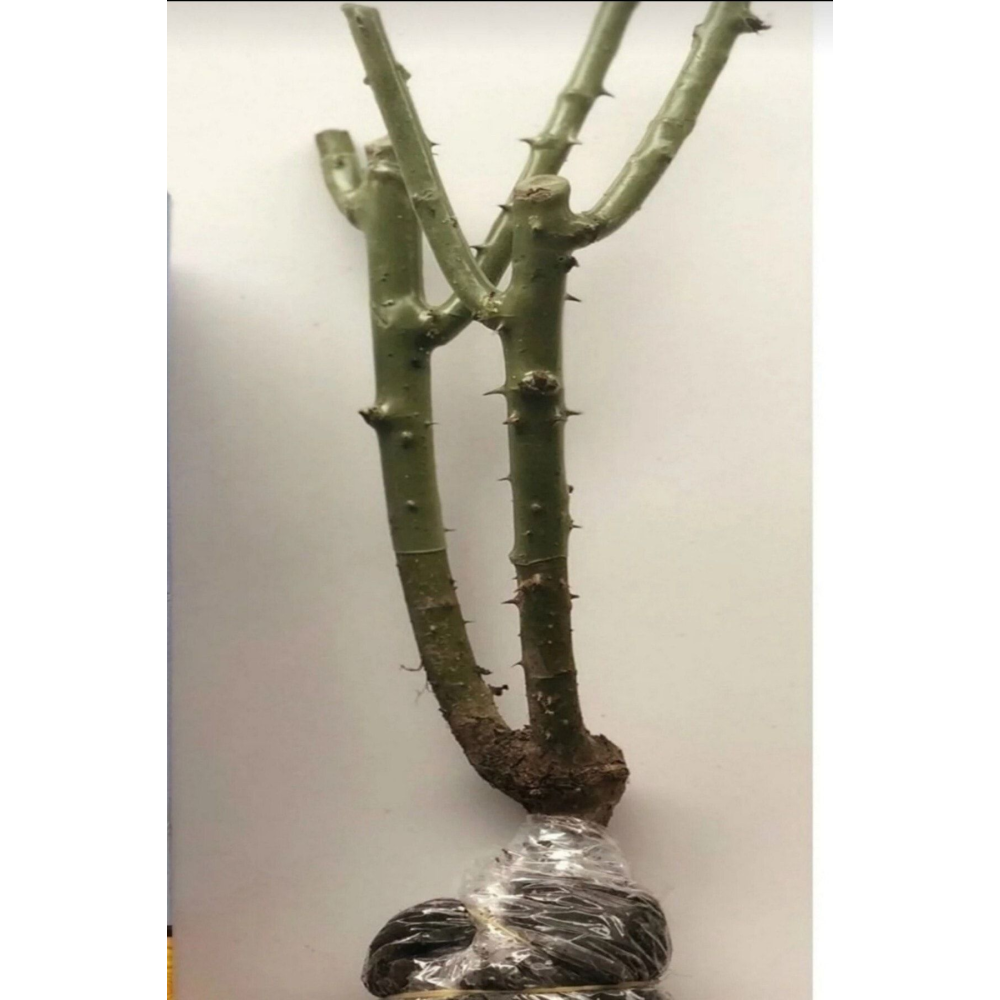 Sarmaşık Gül Fidani Ultra Kokulu 35-40cm Açık Kök 1 Adet