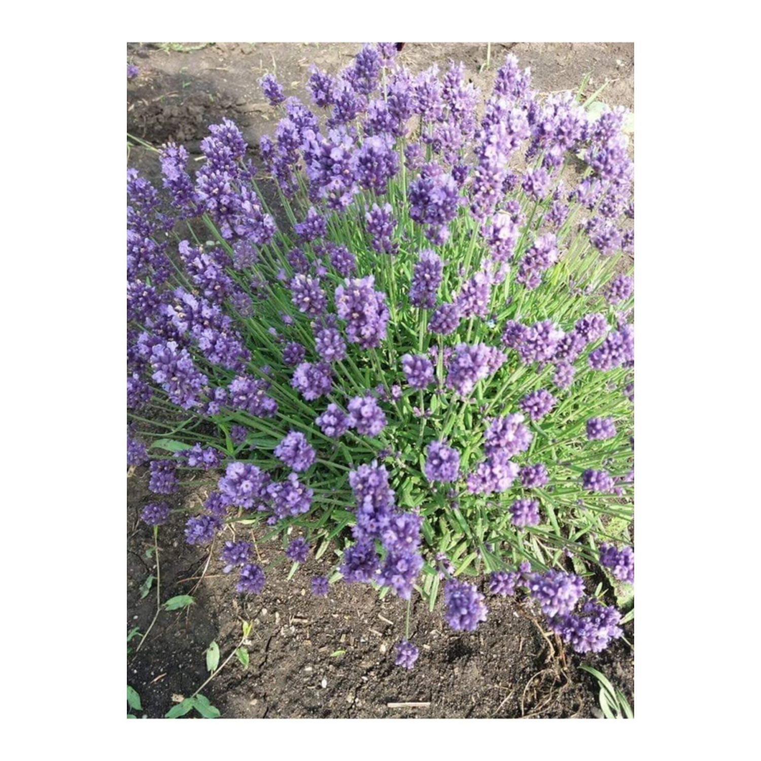 10 Adet Açık Köklü Intermedia Lavanta Fidesi Fidanı.