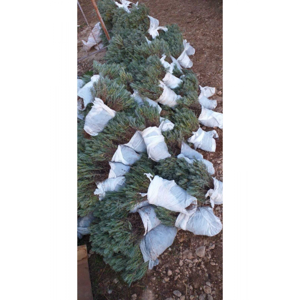 10 Adet Açık Köklü Intermedia Lavanta Fidesi Fidanı.